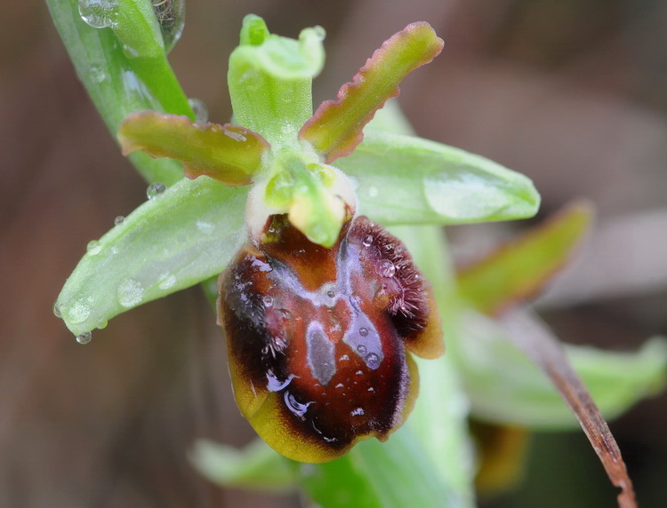 Orchidee del Chianti 2009